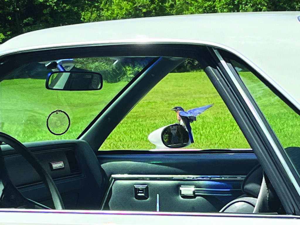 flower etc morgan (3)