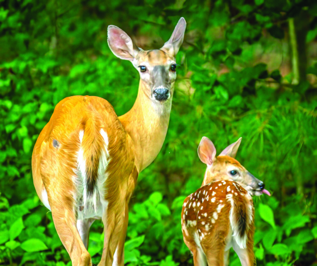 flower etc waldrop deer (1)