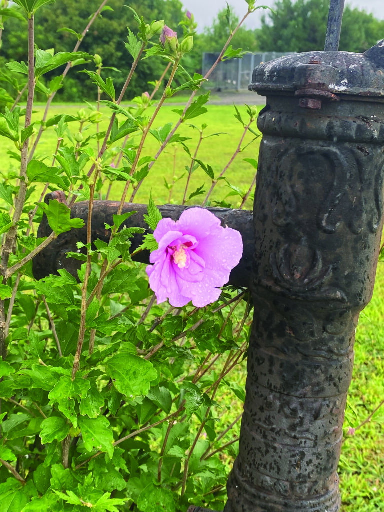 flower farinholt (3)