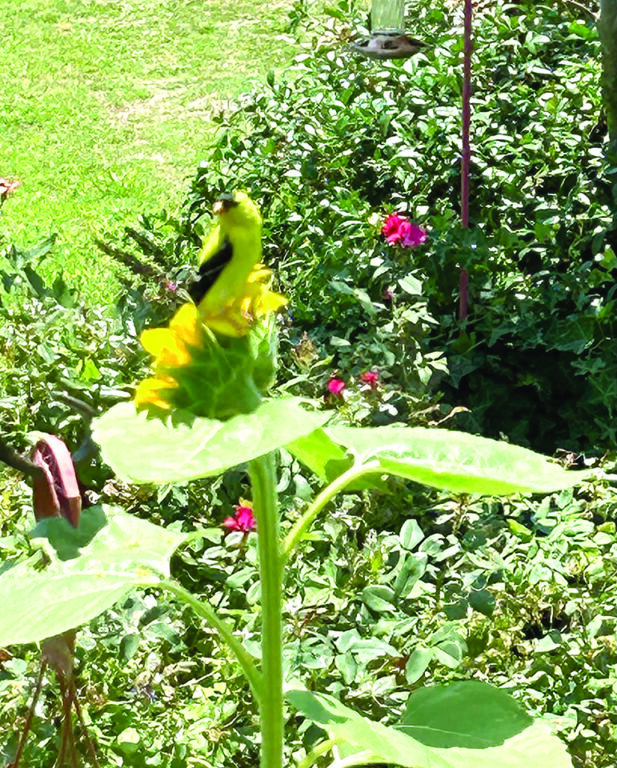 flower goin