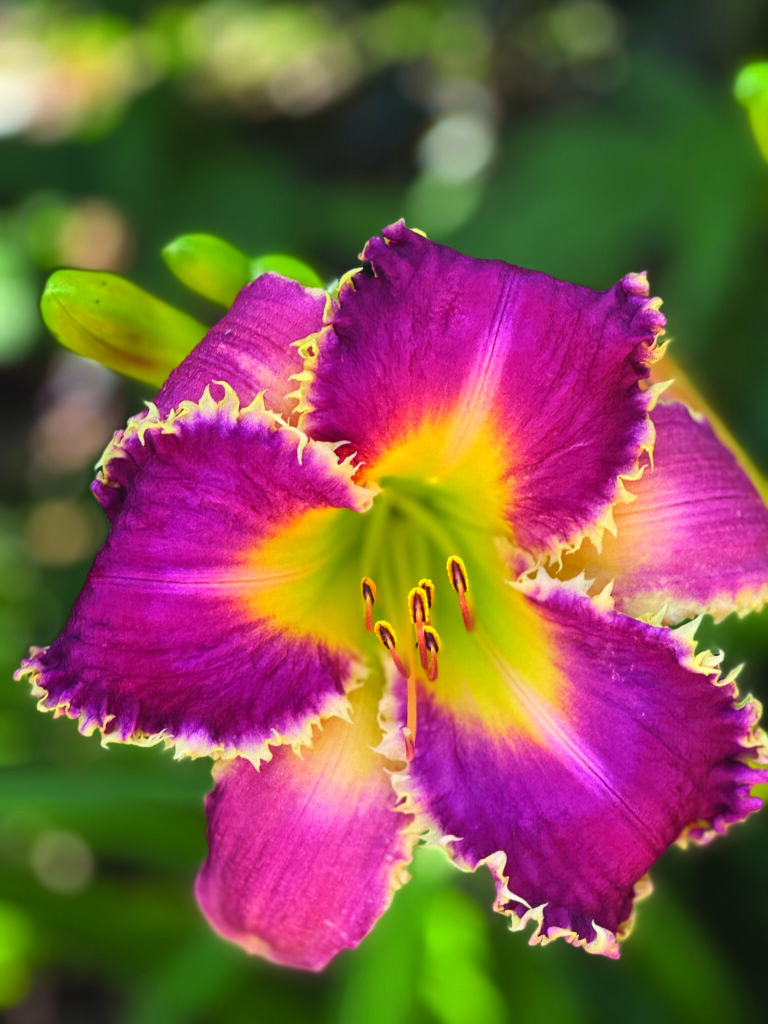 flower hare Daylilies