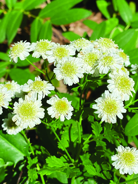 flower holt 3 feverfew