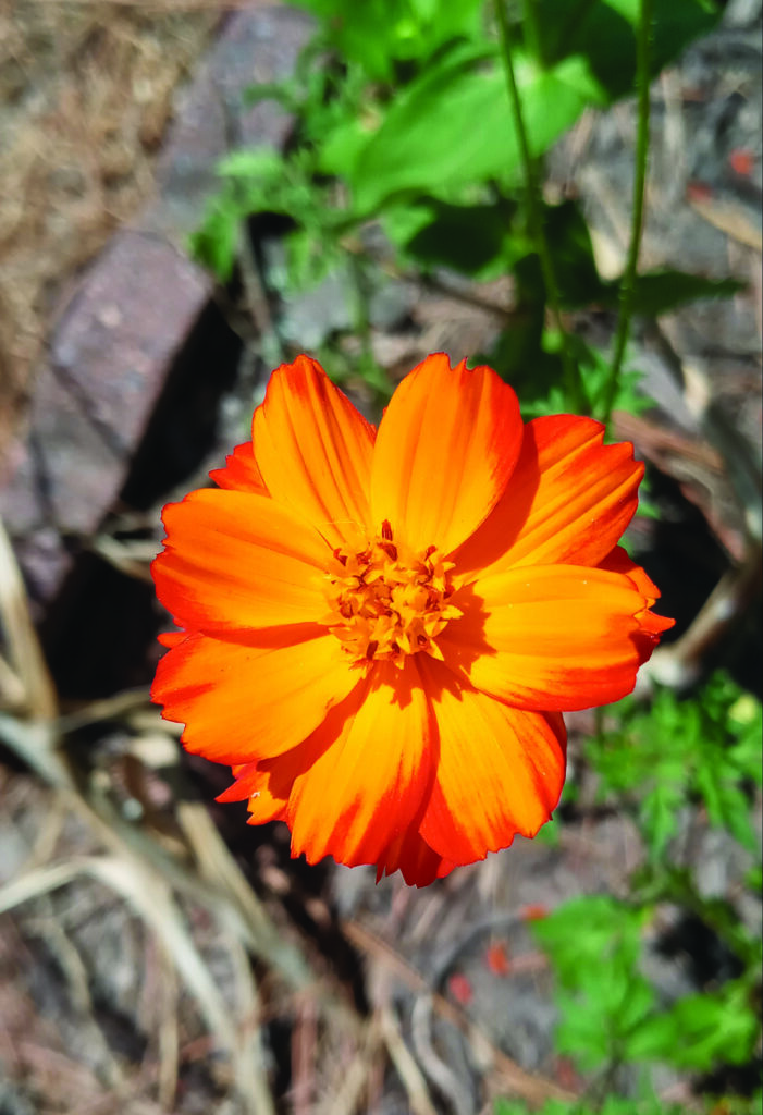 flower hudgins California Poppy