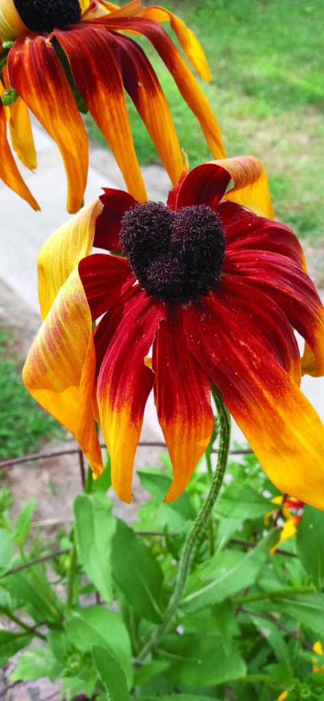 flower hudgins Indian Blanket Flower