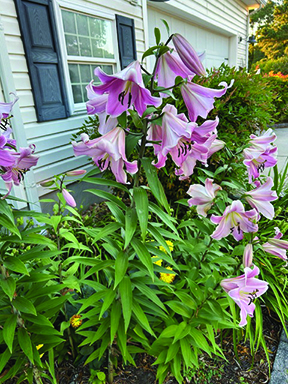 flower kranz