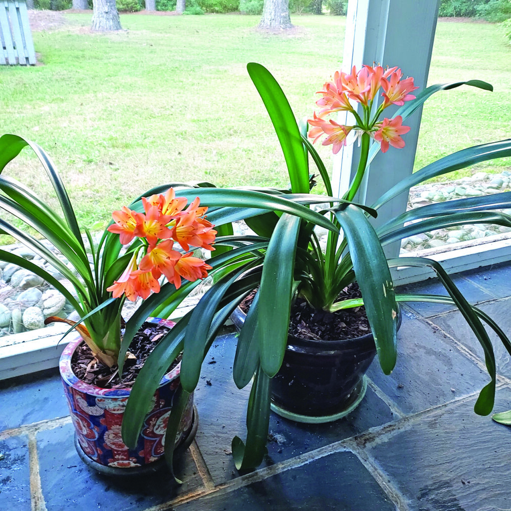 flower lawson clivia