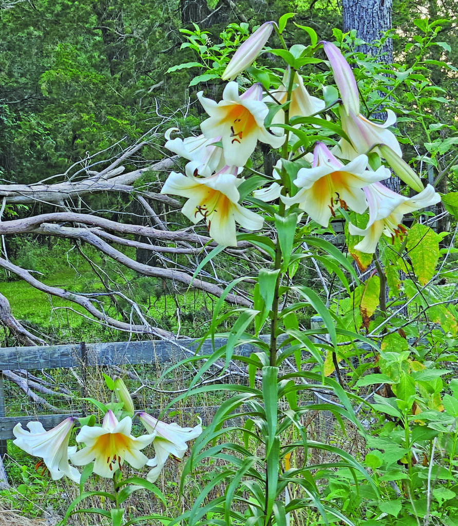 flower roane