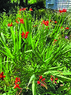 flower witherspoon 1