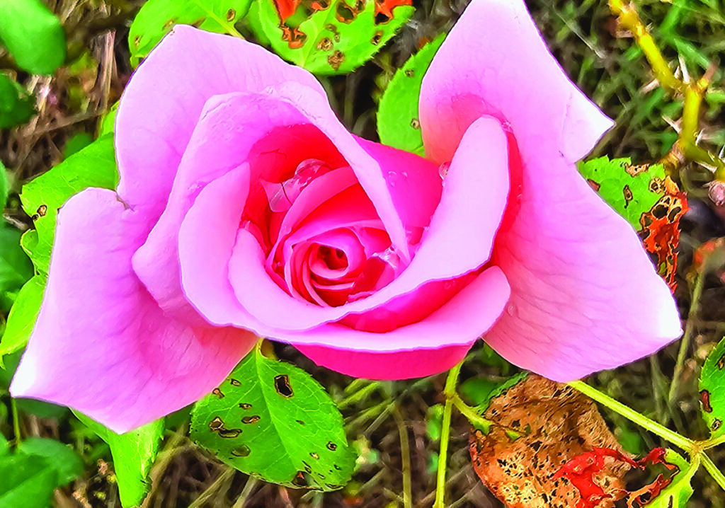 flower young 2