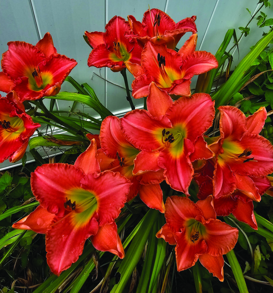 flower young 3