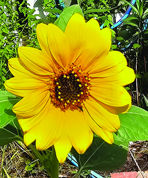 flower young 4