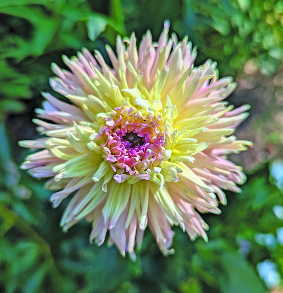 flowers callis dahlia
