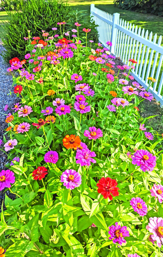 flowers callis zinnias