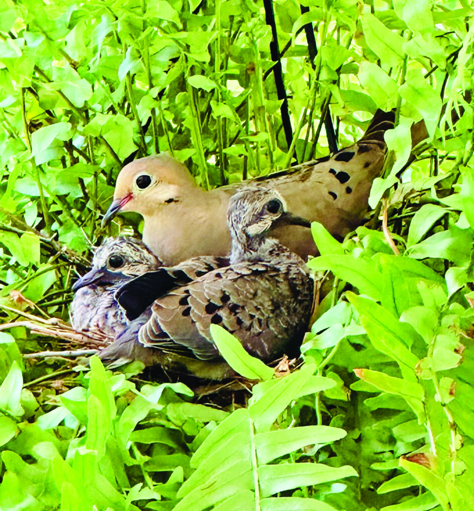 nature tjossem doves