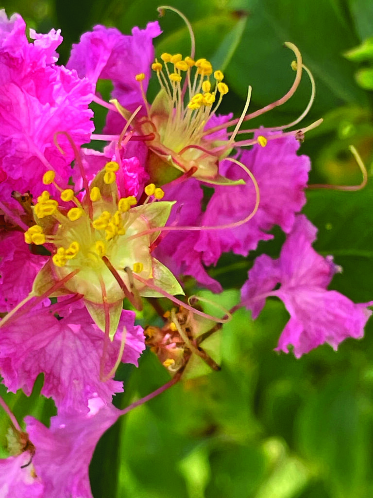 flower battle