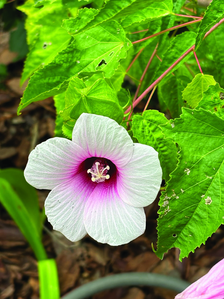 flower dalgety hibiscus