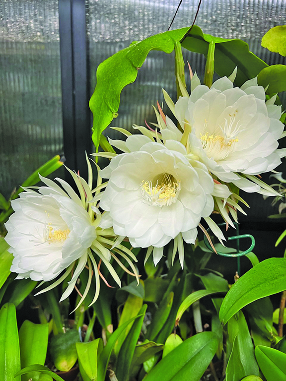 flower earl