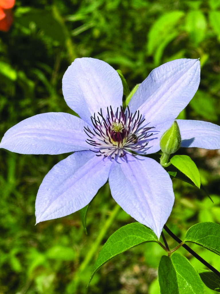 flower hare Clematis