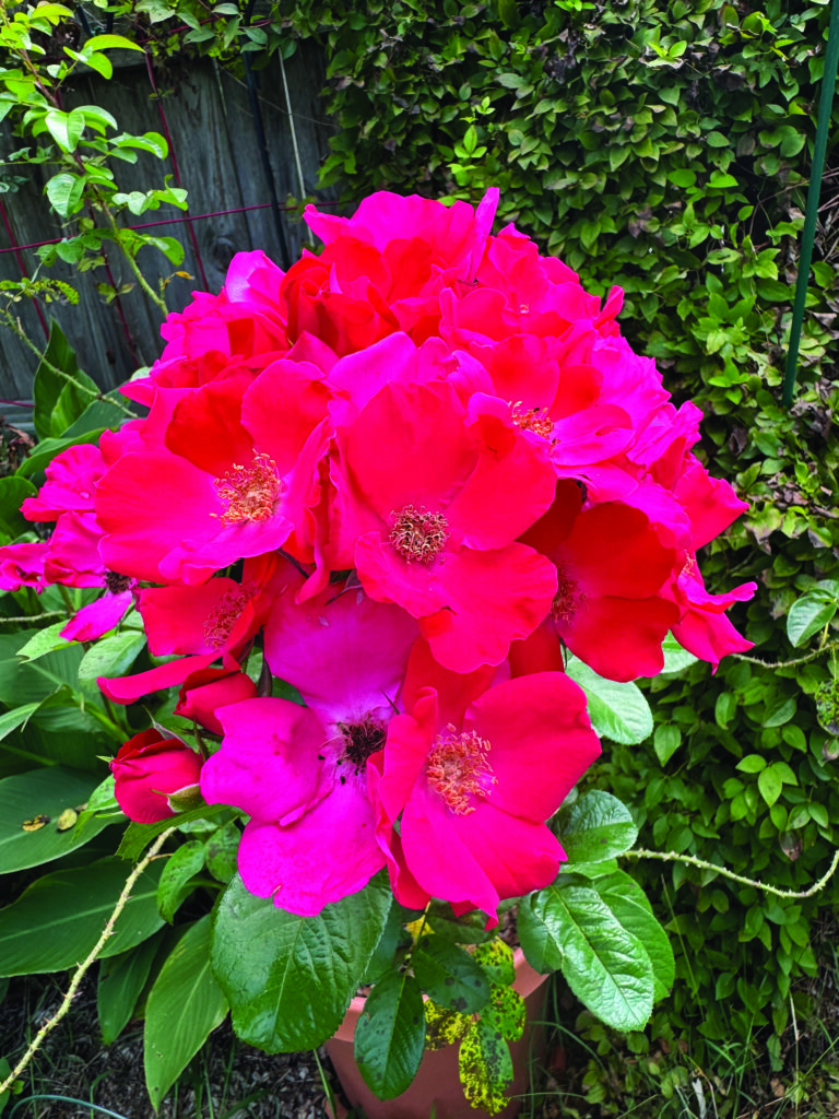 flower hare Rose Robusta