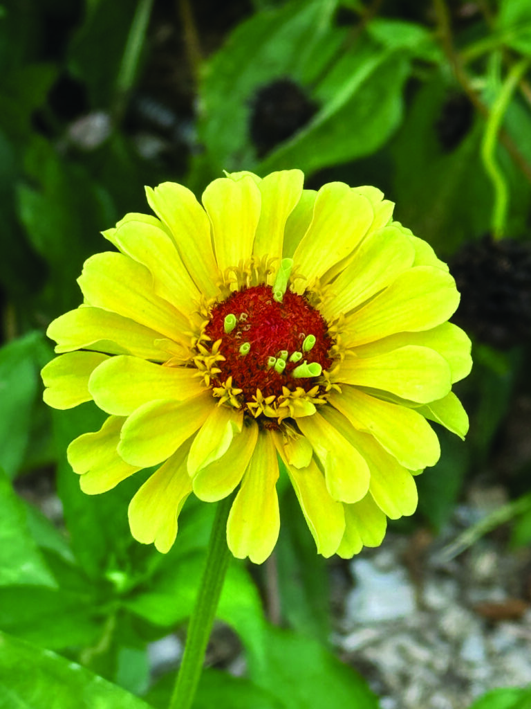 flower hare Zinnia