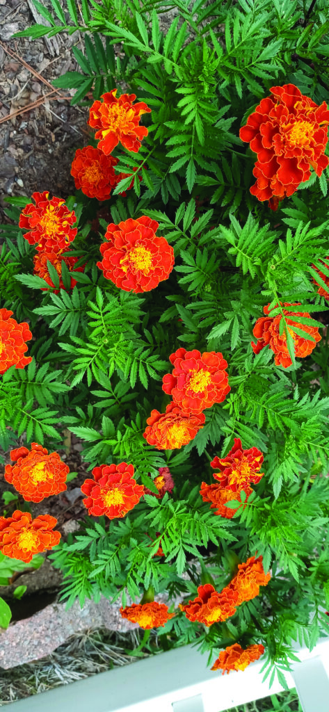 flower hudgins volunteer marigolds