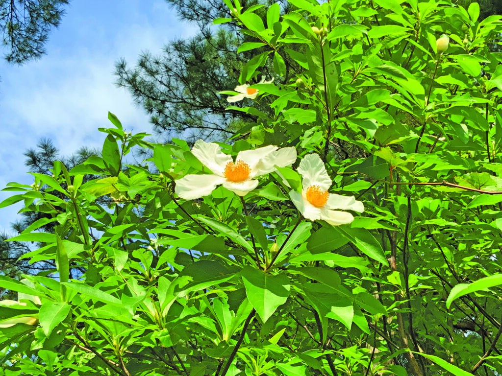 flower moughon