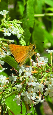 flower sherertz