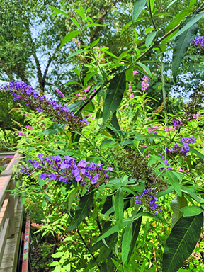flower witherspoon butterfly bush