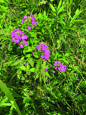 flower witherspoon phlox