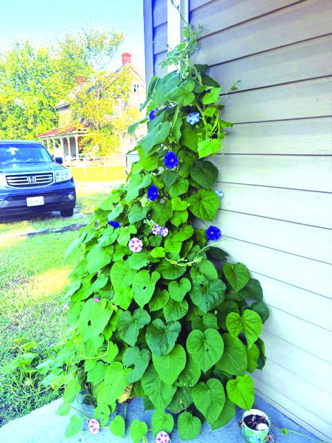 community luci flowers 2
