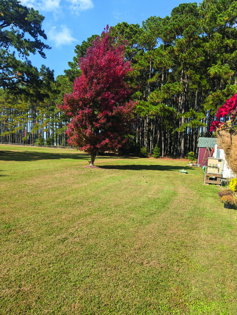 edit flower jagger red maple