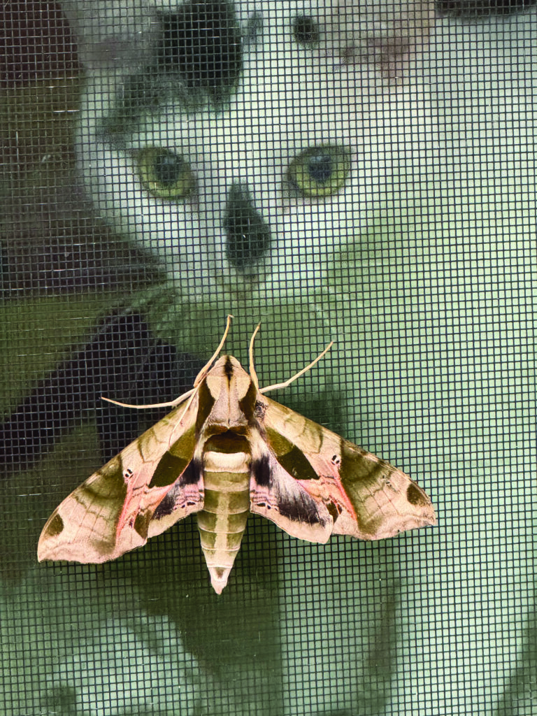 fauna hare cat daisy