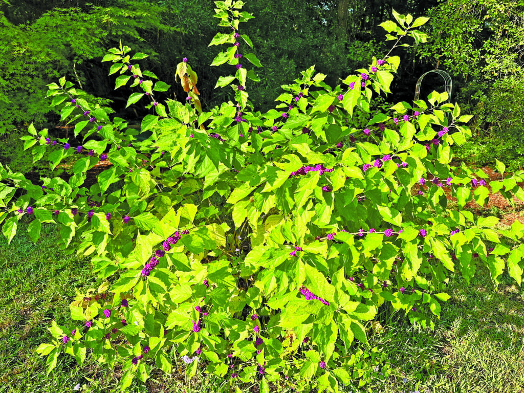 flower bourne beauty berry