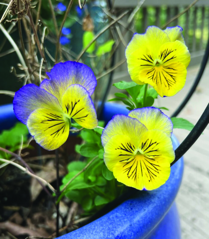 flower earl second batch (1)