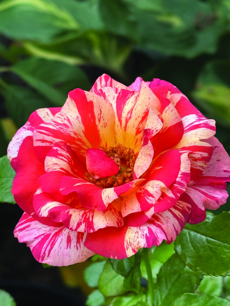 flower hare Rose Alfred Sisley