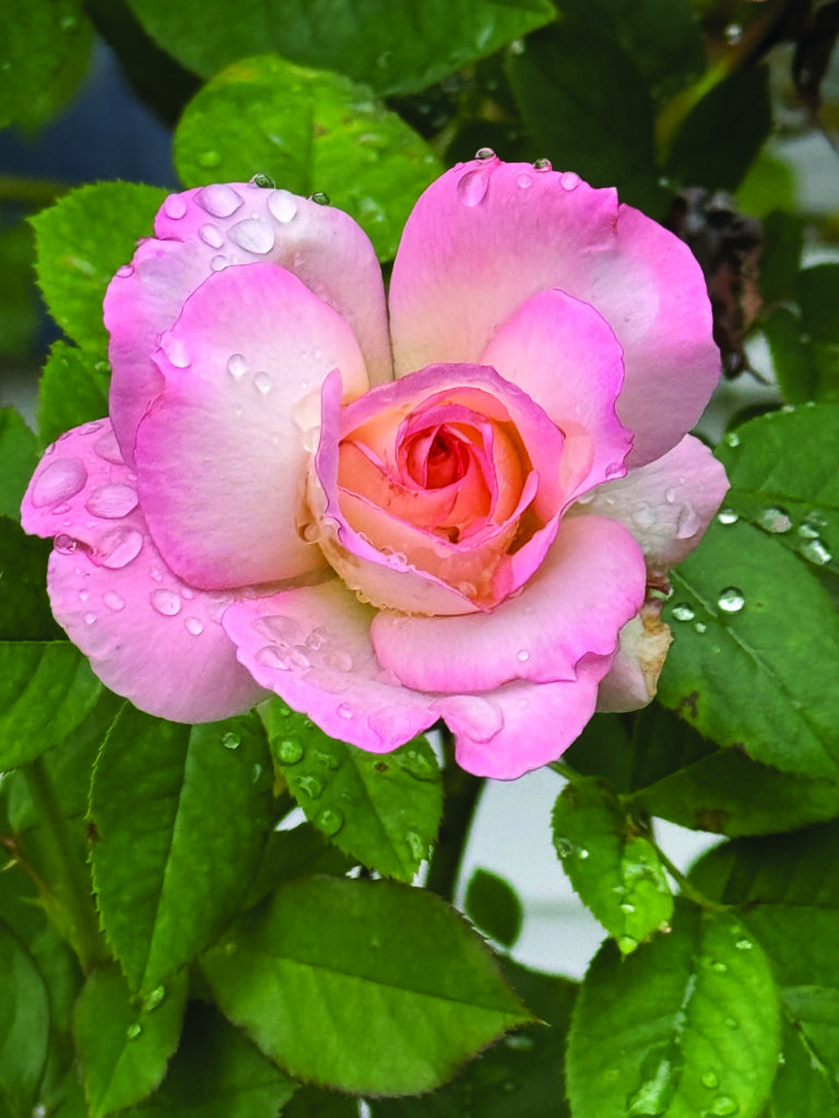 flower hare Rose Secret