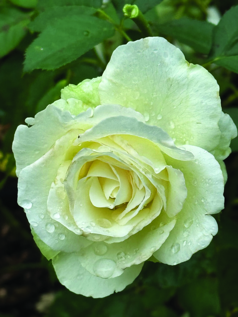 flower hare Rose Shirley’s Bouquet