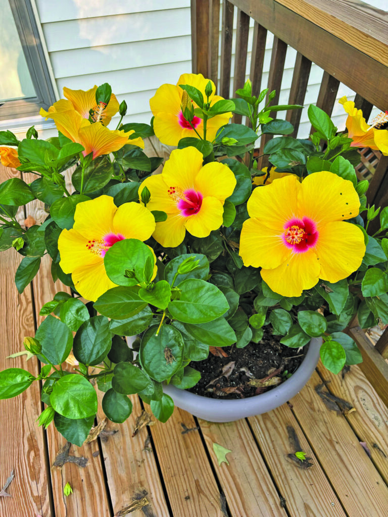 flower hibiscus nina gresham remlik