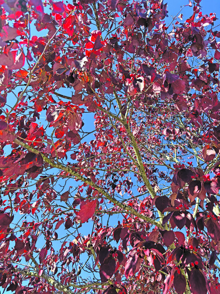 flower bunting