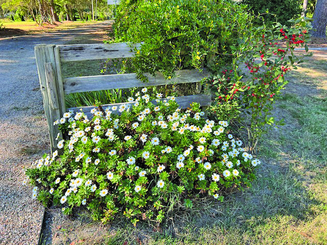 flower eaton