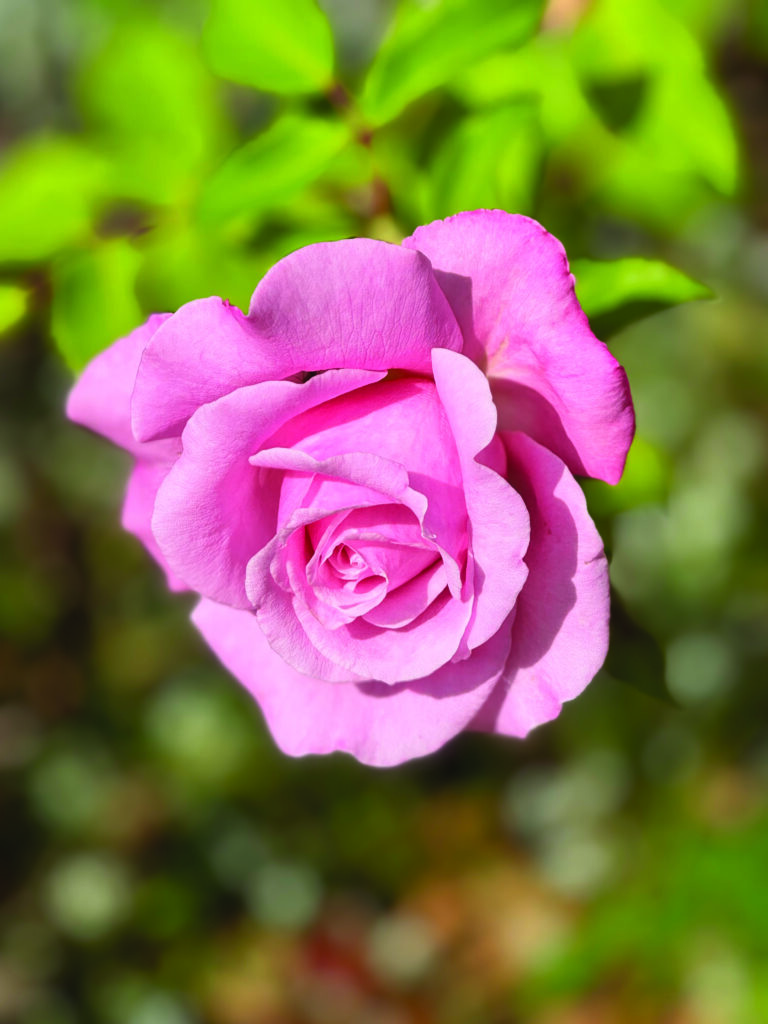 flower hare Rose Belinda’s Dream