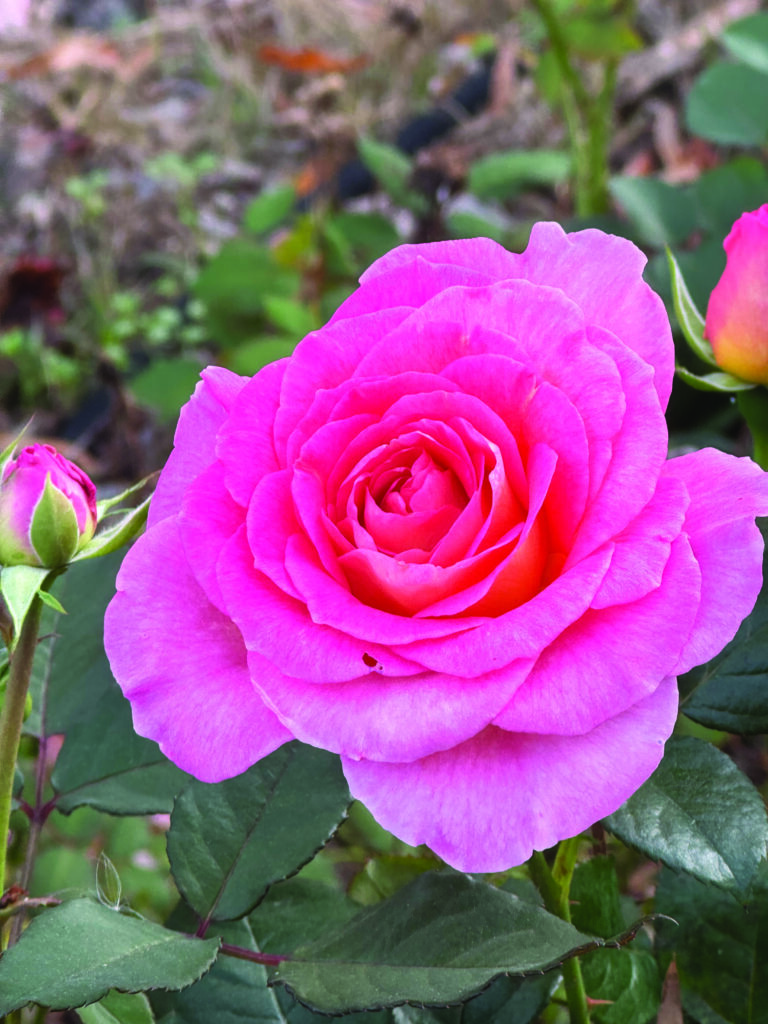 flower hare Rose Julie Andrew’s