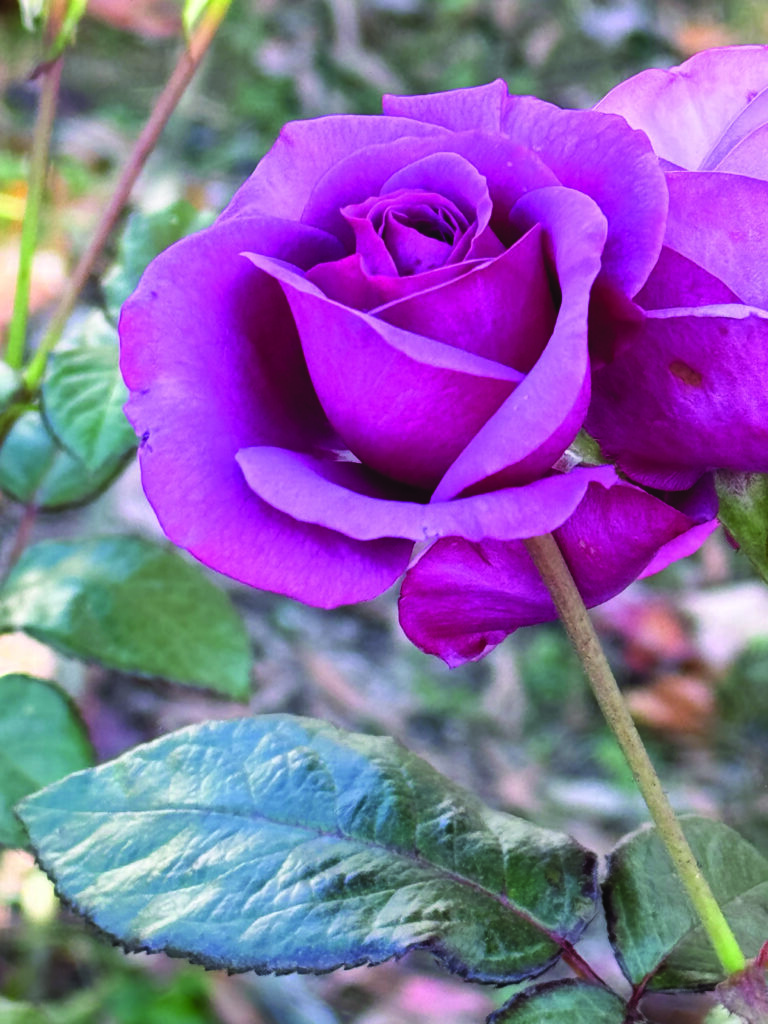 flower hare Rose Plum Perfect