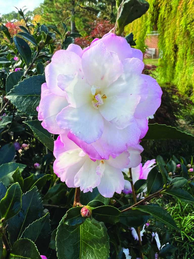 flower hubbard Camellia sasanqua Leslie Ann