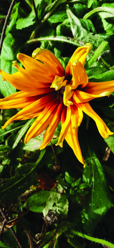 flower hudgins