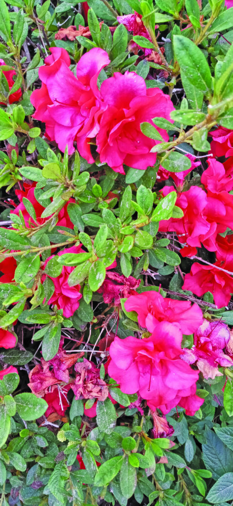 flower hudgins Azaleas