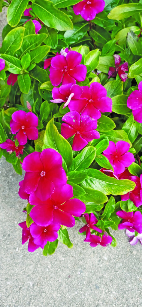 flower hudgins Vincas