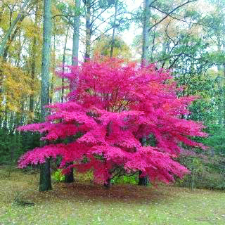 flower lawson japanese maple