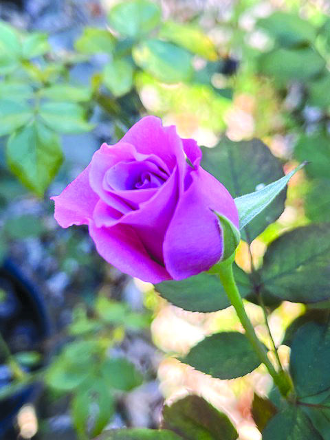 flower oh