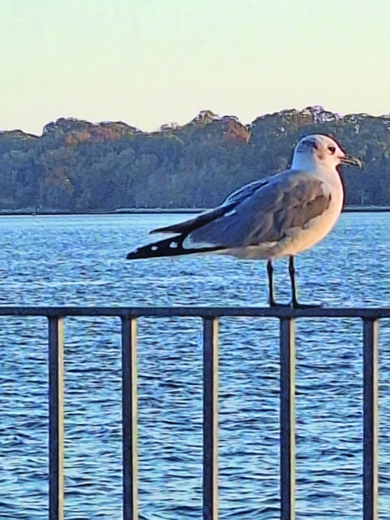 gull johnston